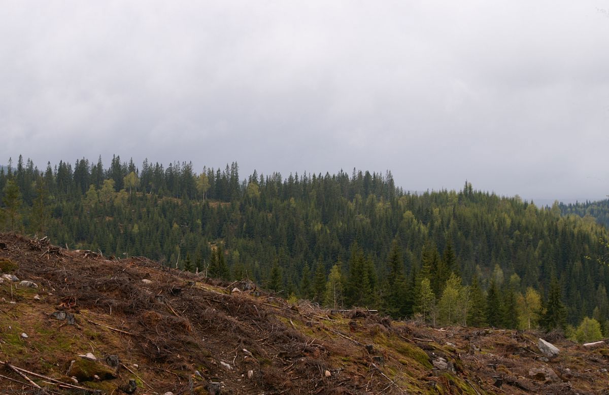 Grå skyer over Ormtjernhøgda
