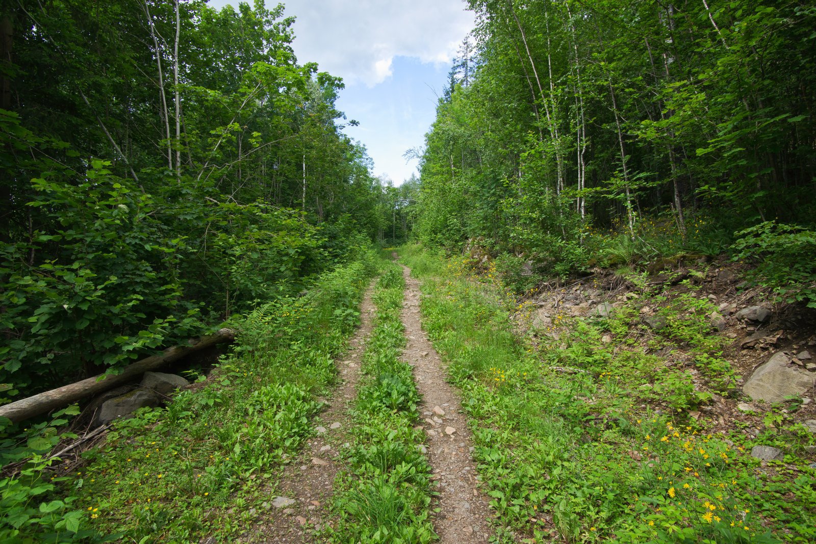 Grønne forhold i løypetraseen