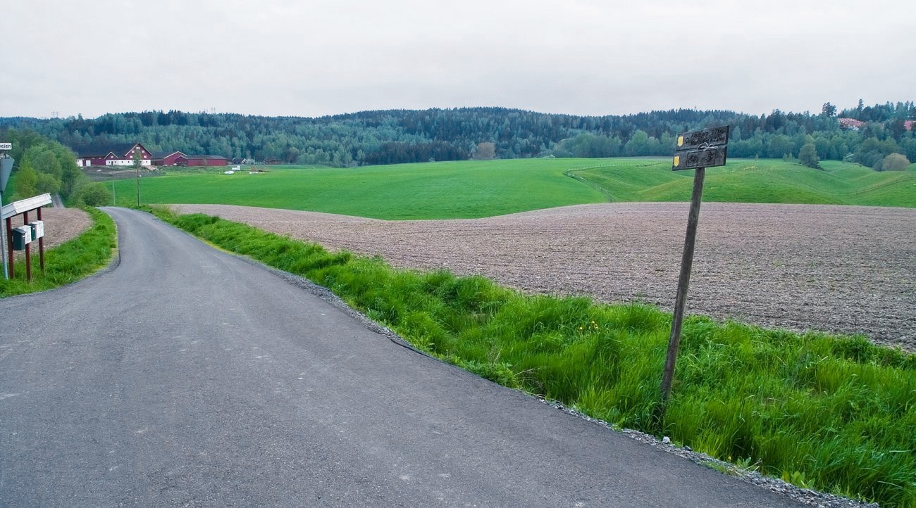 Grønt gress i veikanten