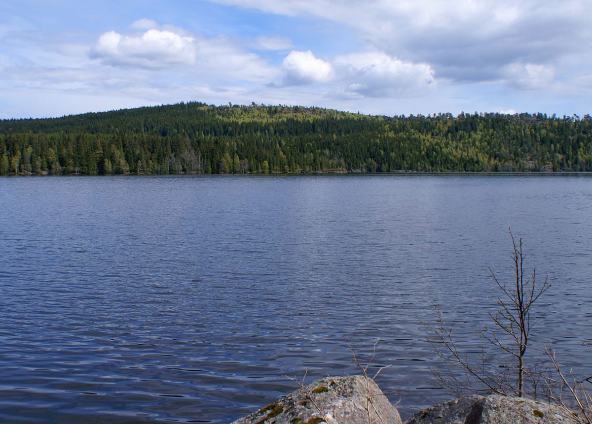 Grønt og lysegrønt på Barlindhøgda