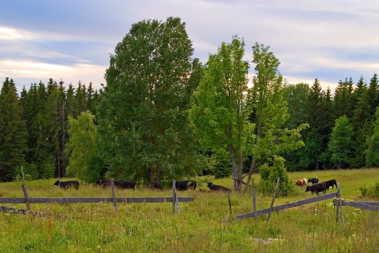 Grønt på Pålsætra