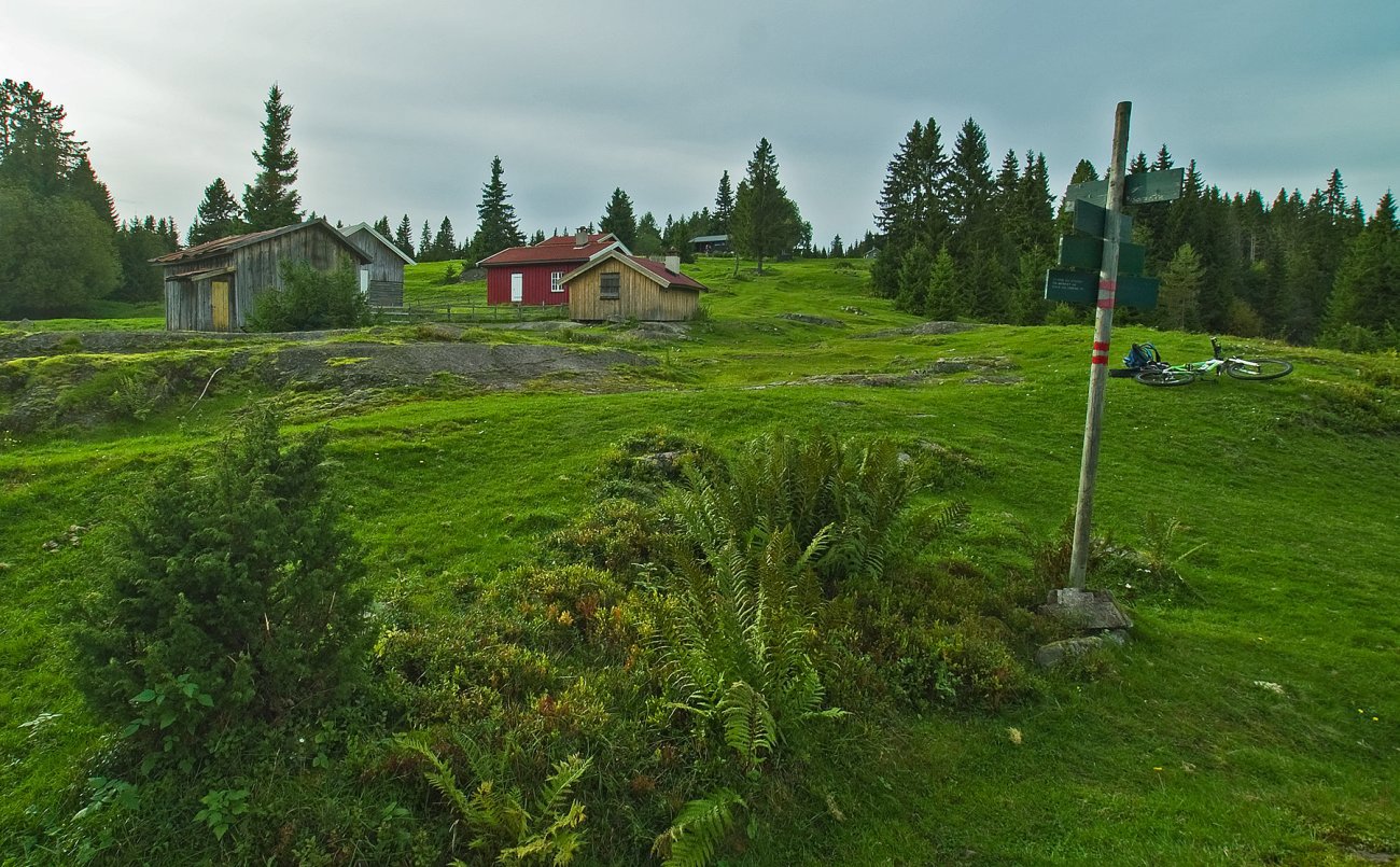 Grønt på setervollen