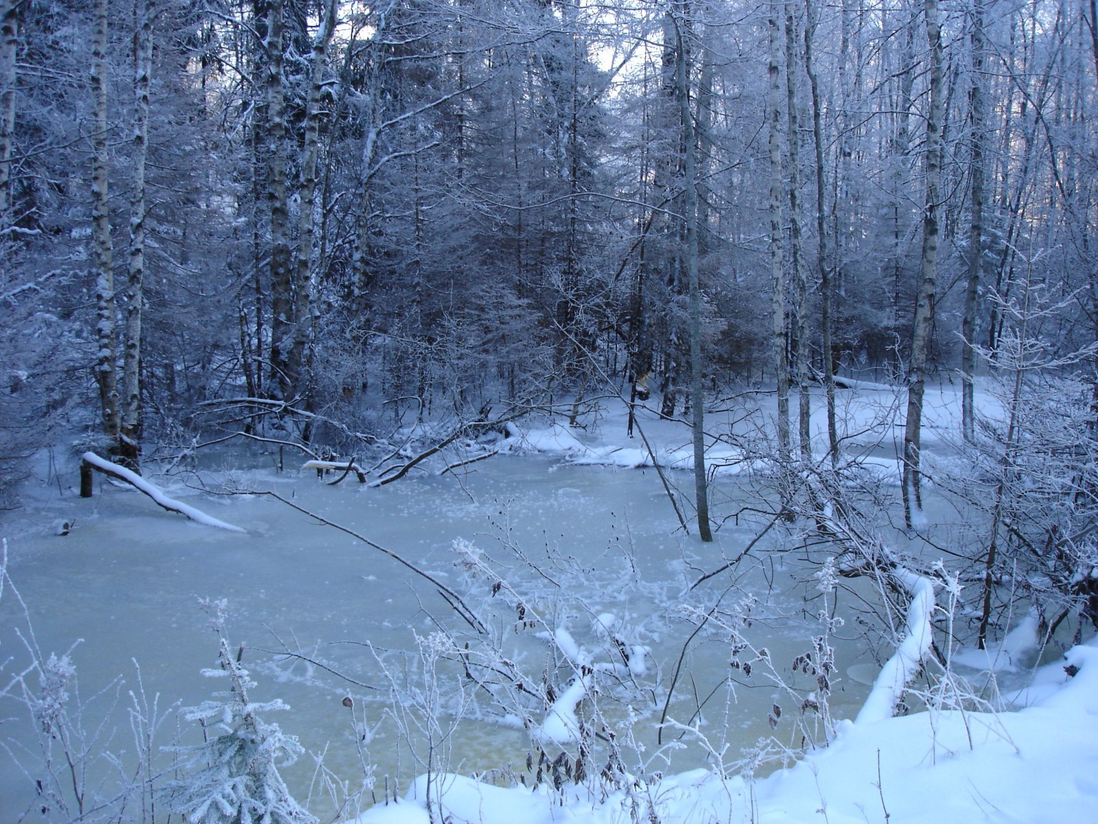 Har Nuggeruddammen gjenoppstått?