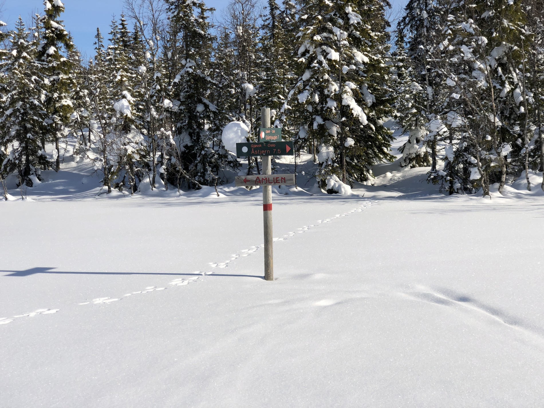 Haren følger sine egen løyper