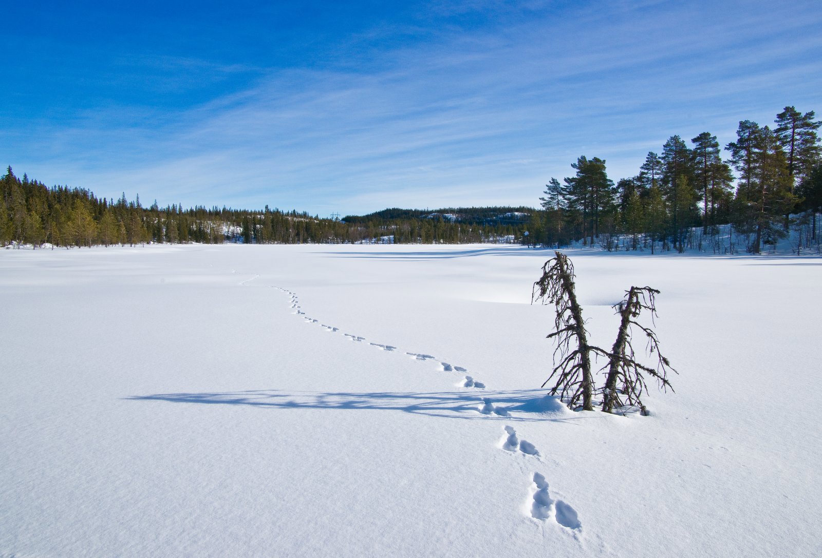 Harespor på Johannestjern