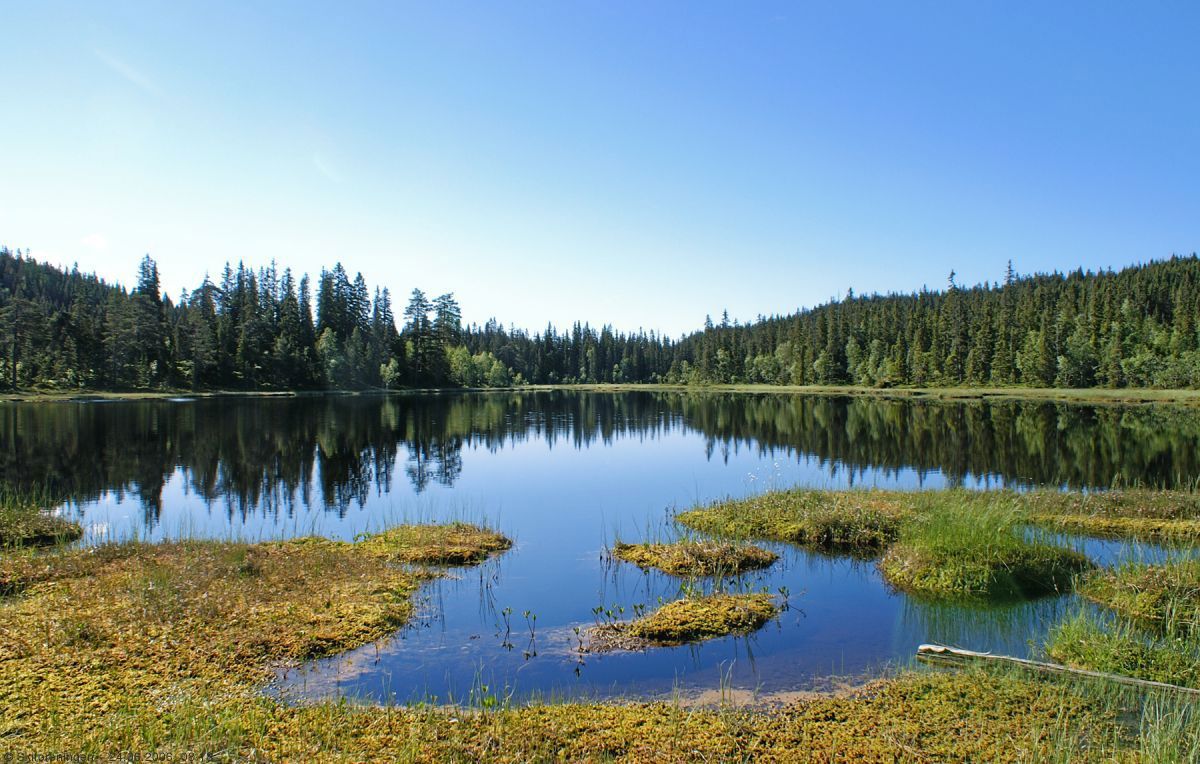 Hesteskovann en tidlig morgen sent i juni