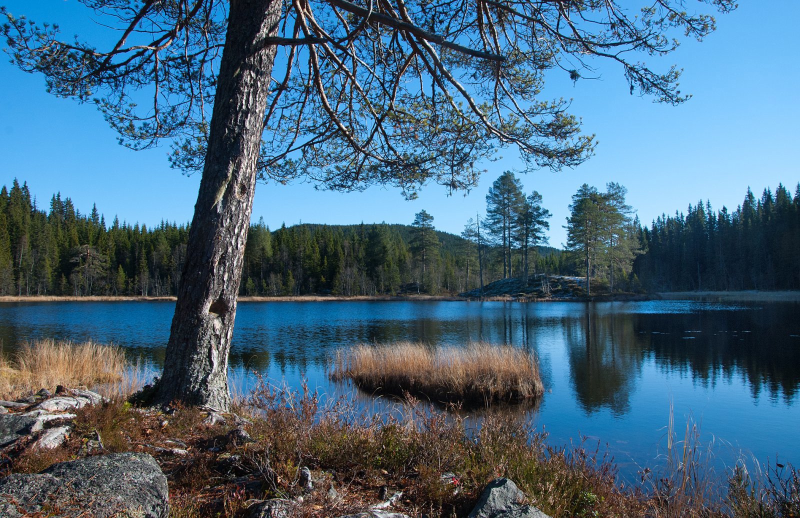 Høst ved Bjørtjenn