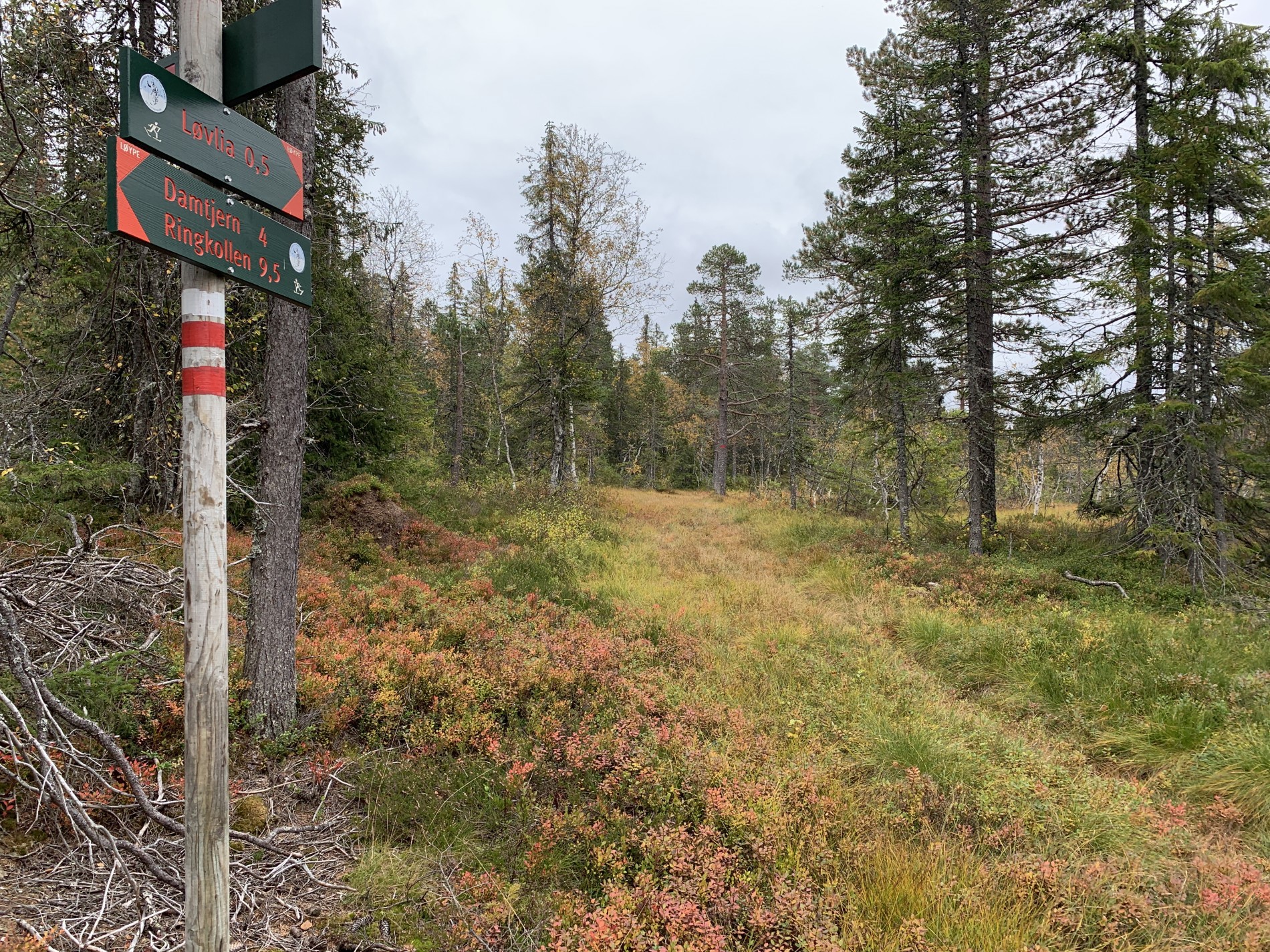 Høst ved løypekrysset på Lauvliflaka