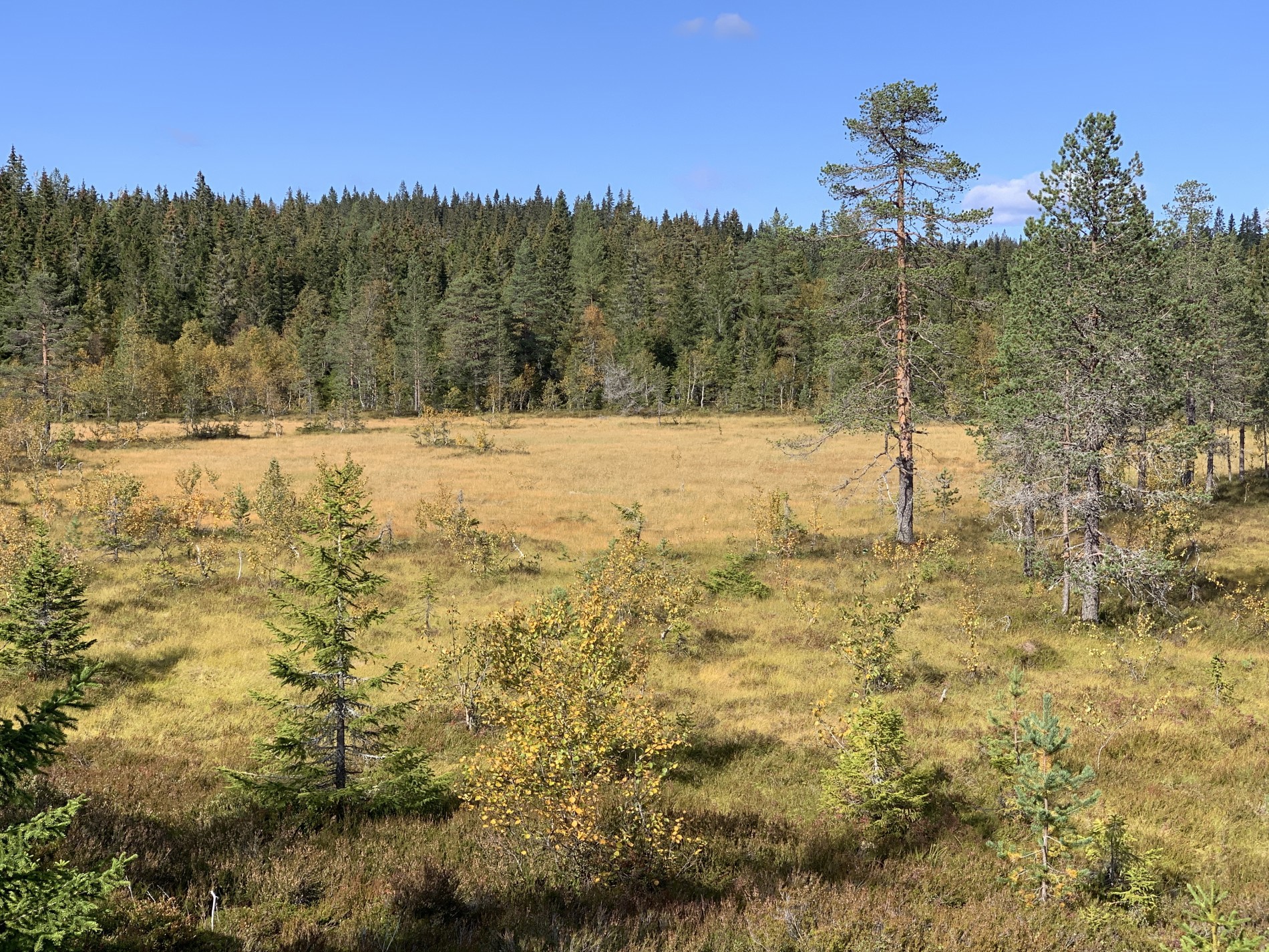 Høsten her kommet til Høgåsen