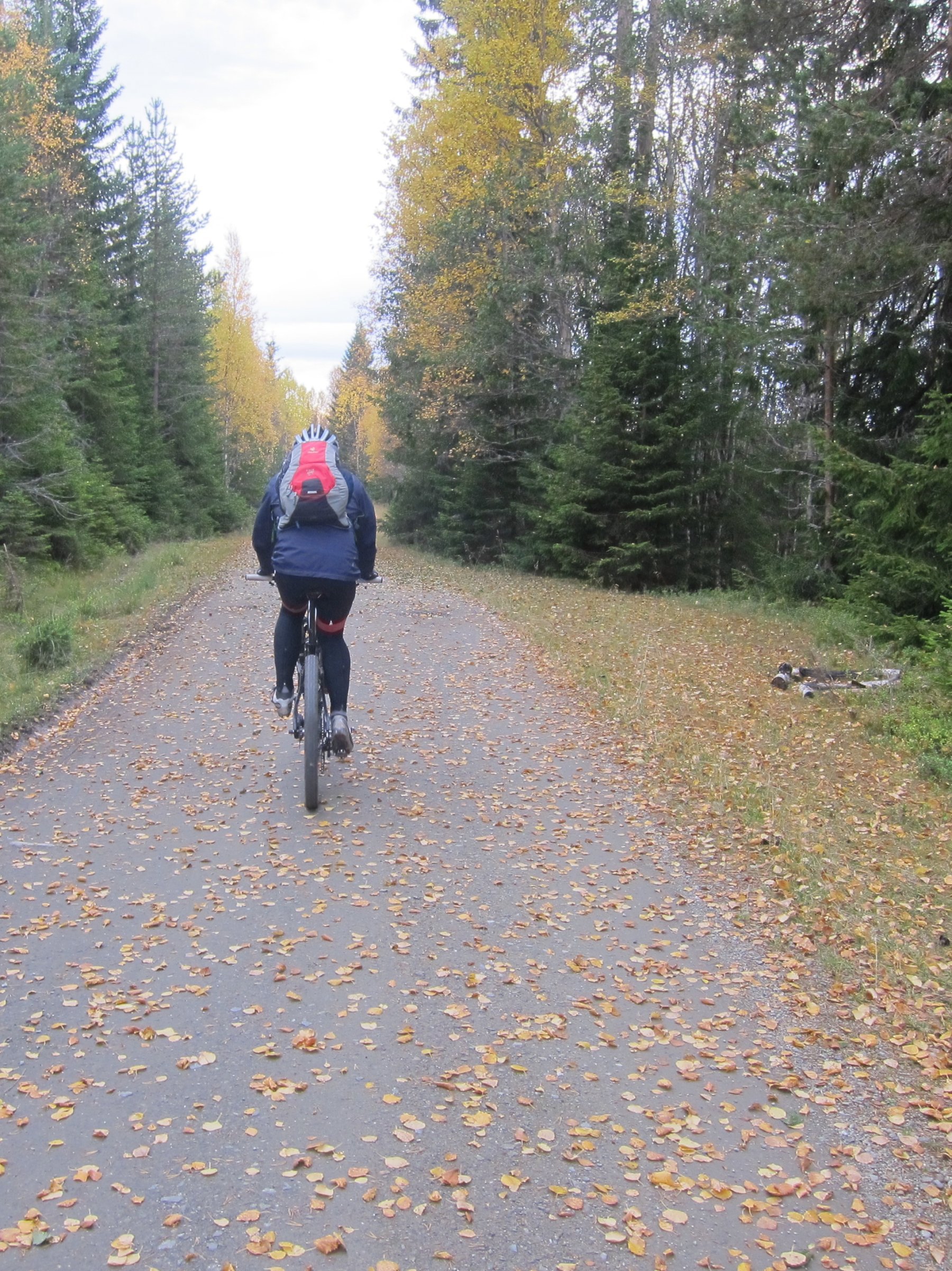 Høstgult på Totenåsen