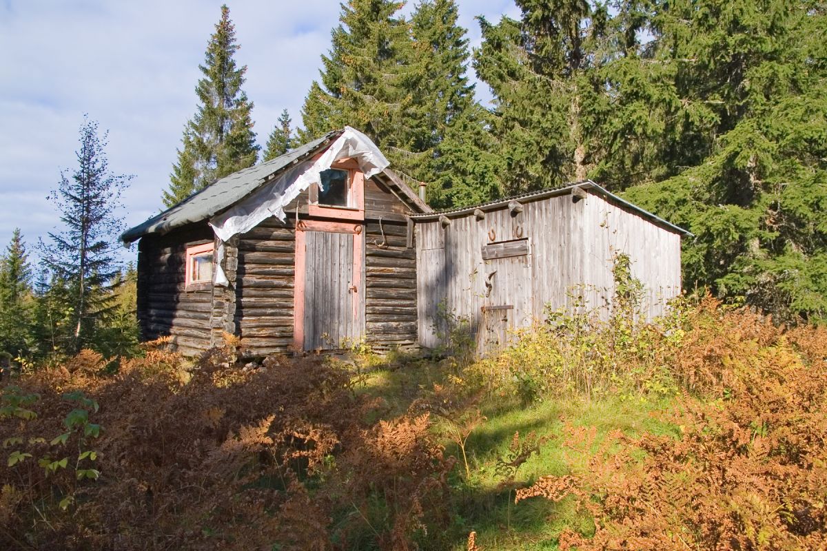 Høstlig vegetasjon ved Oterbu