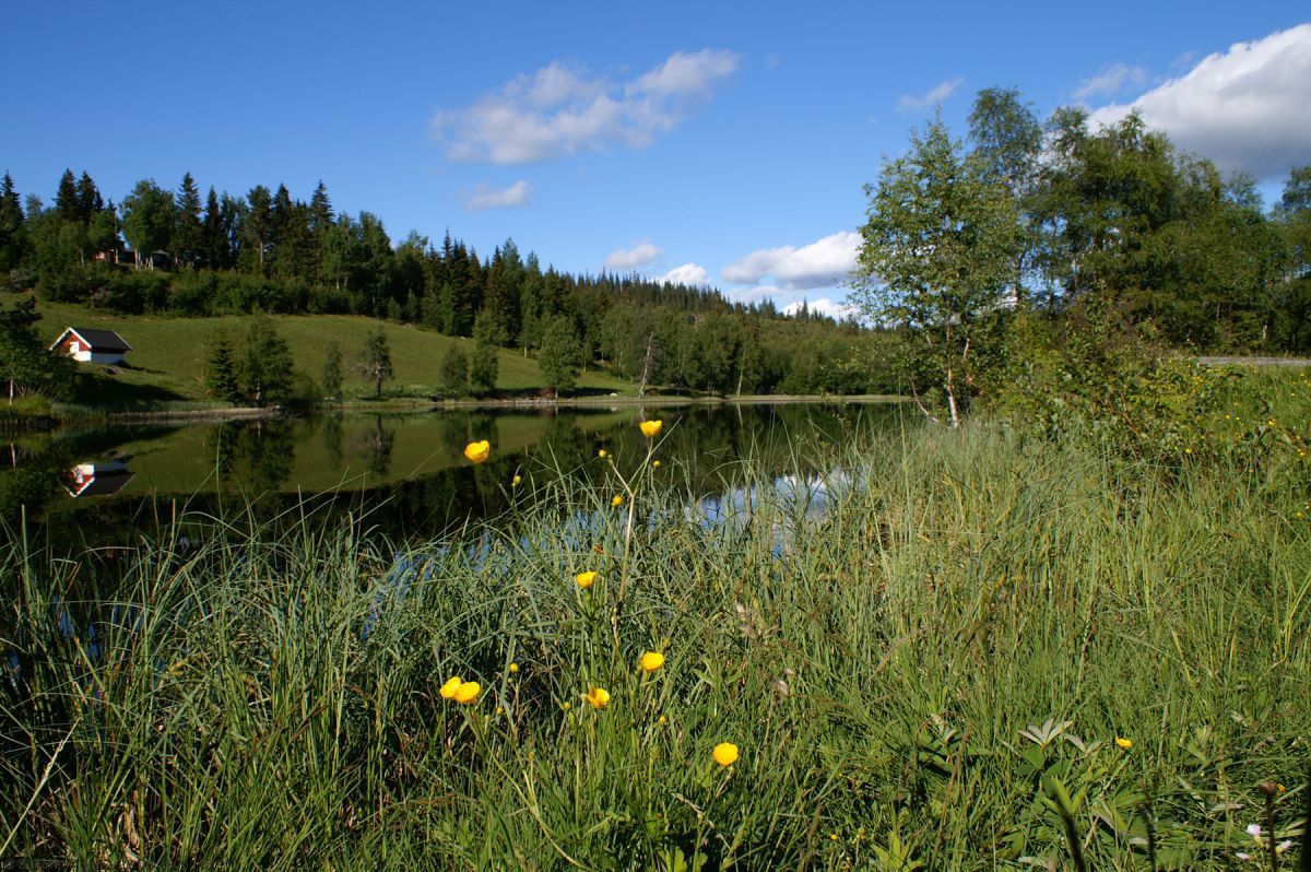 Høysommer ved Grasbergtjern