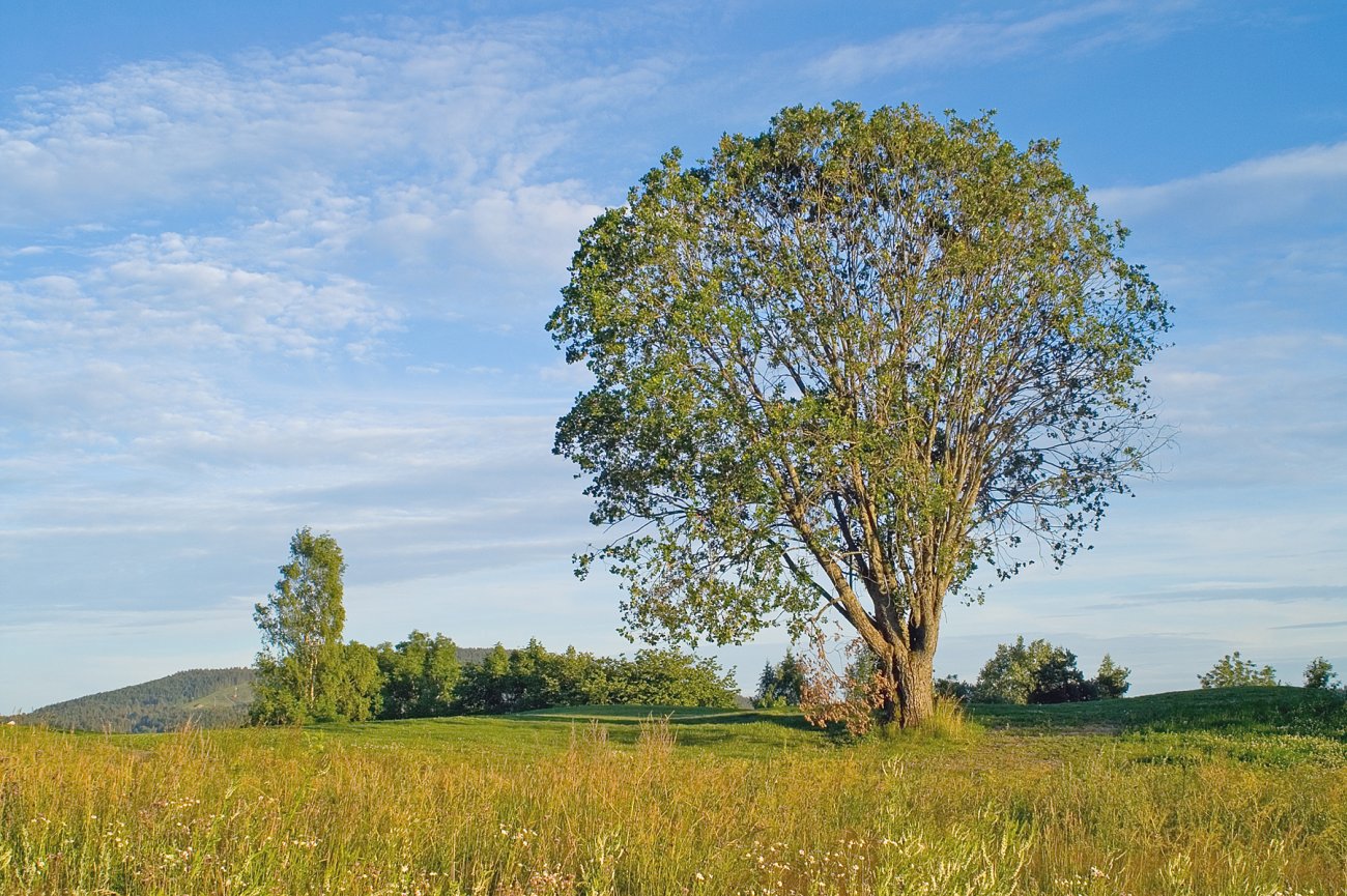 Høysommerkveld i Lommedalen