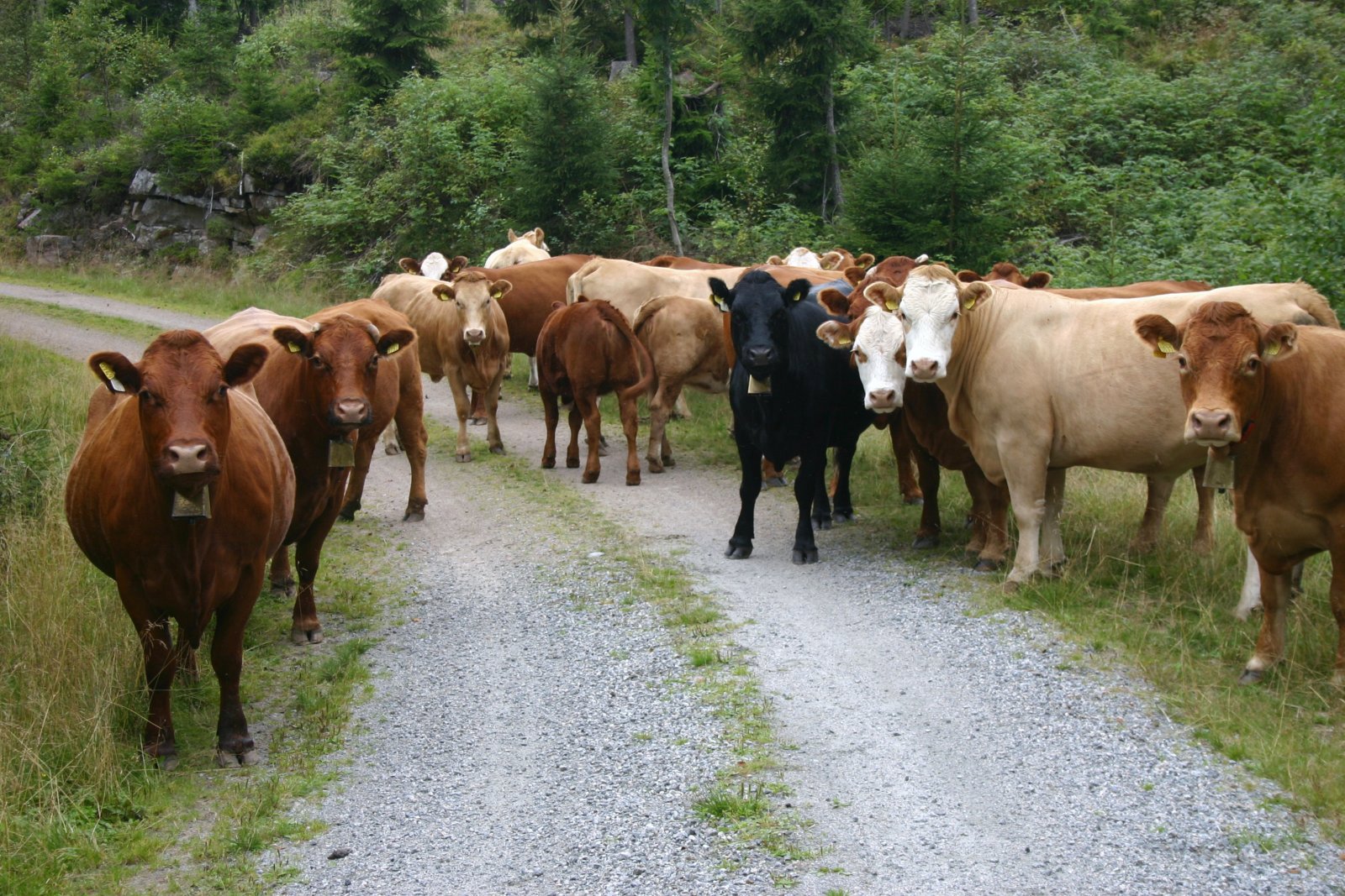 Hva er dette for en kar?