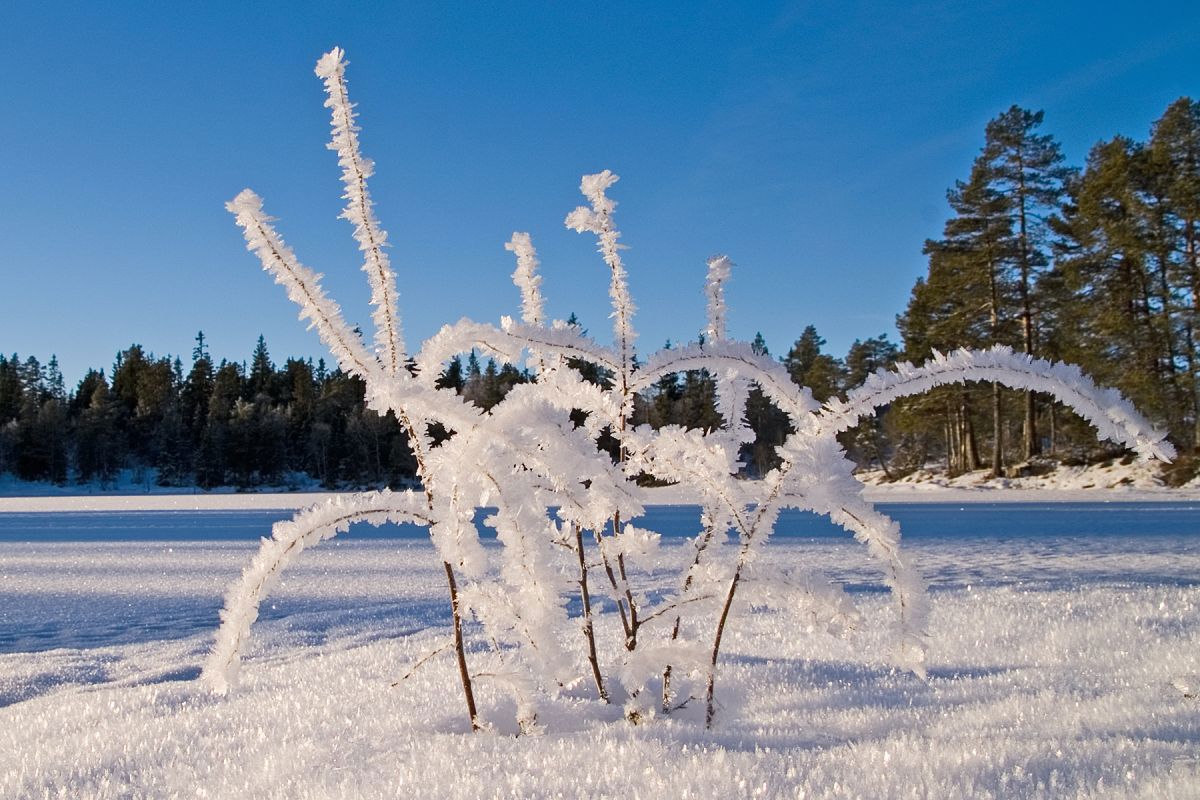 Hvit vegetasjon ved Store Snellingen
