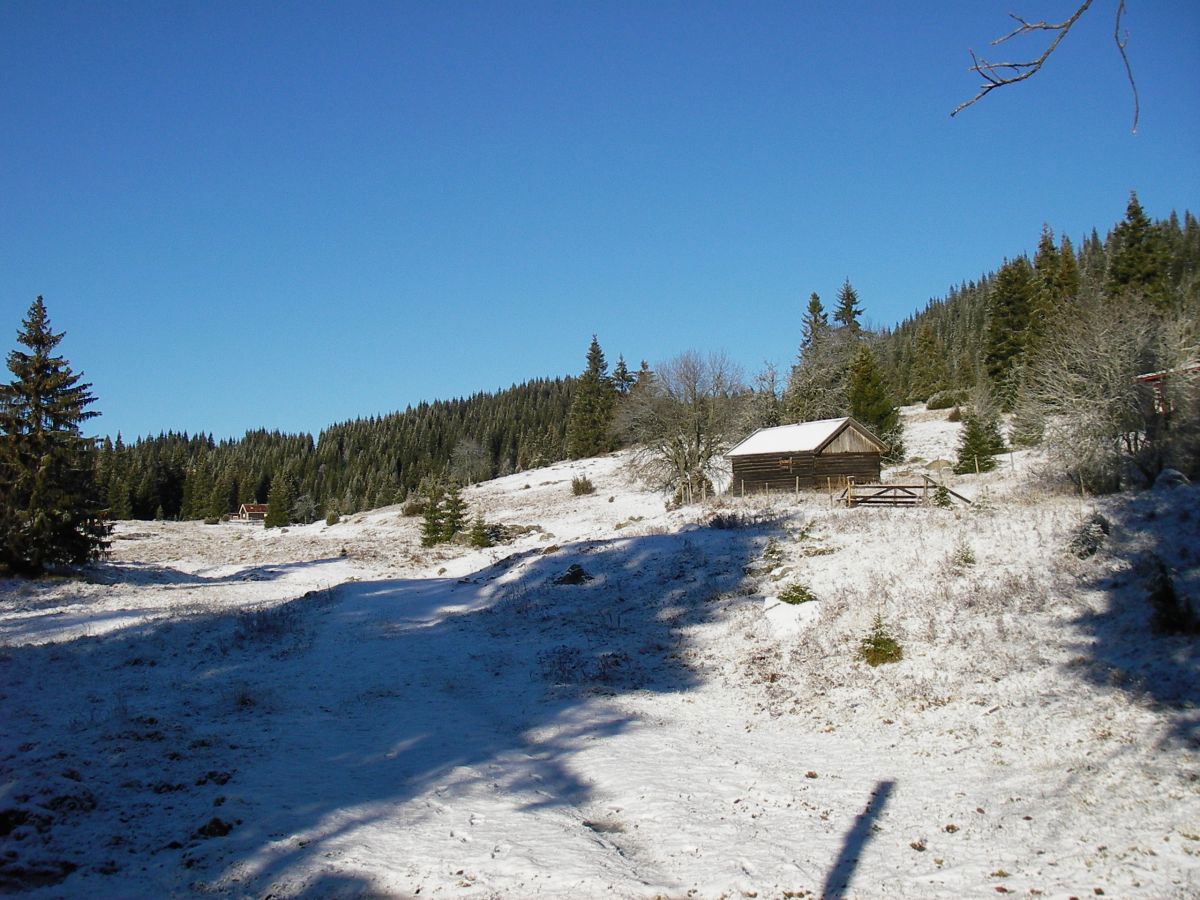 Hvite setervoller på Sinnersetra