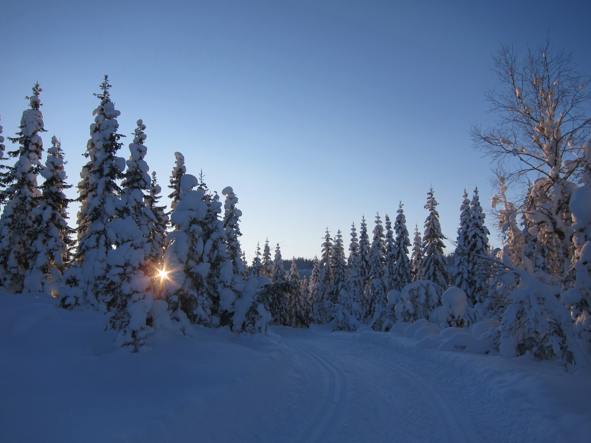 I eventyrskog sør for Ullvildsdalen