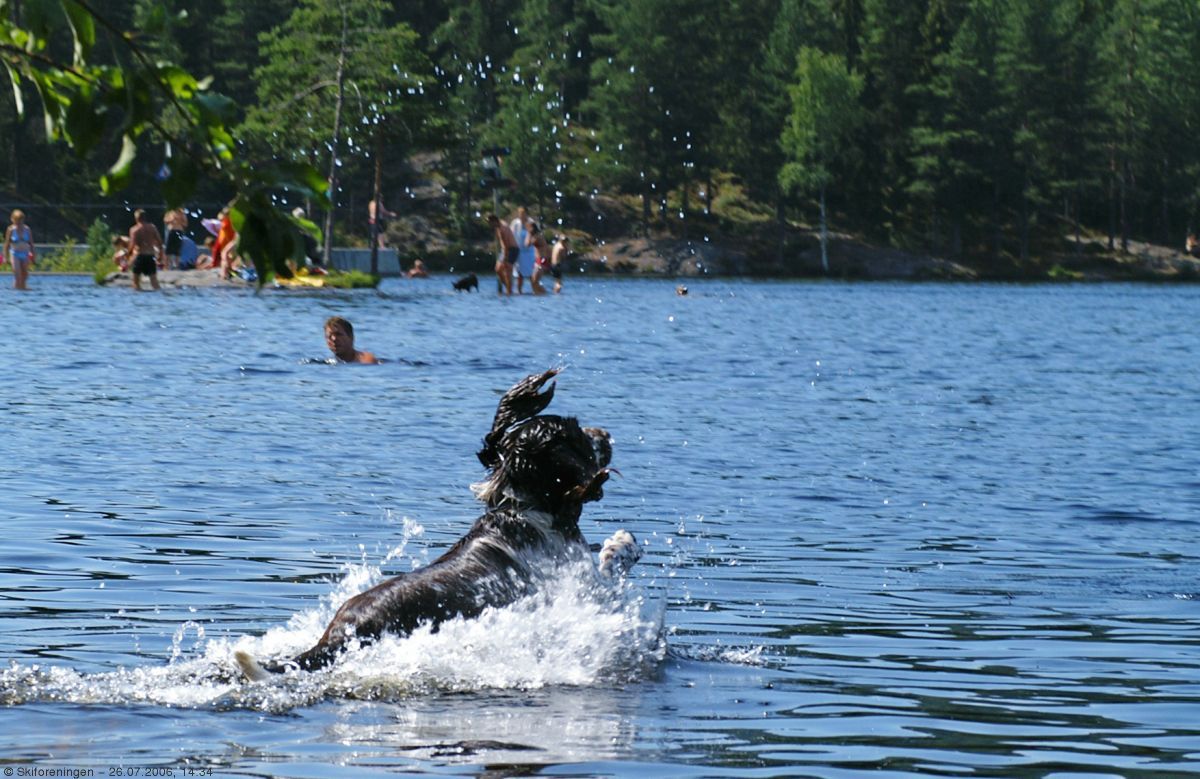 I hund(re) i Østernvann