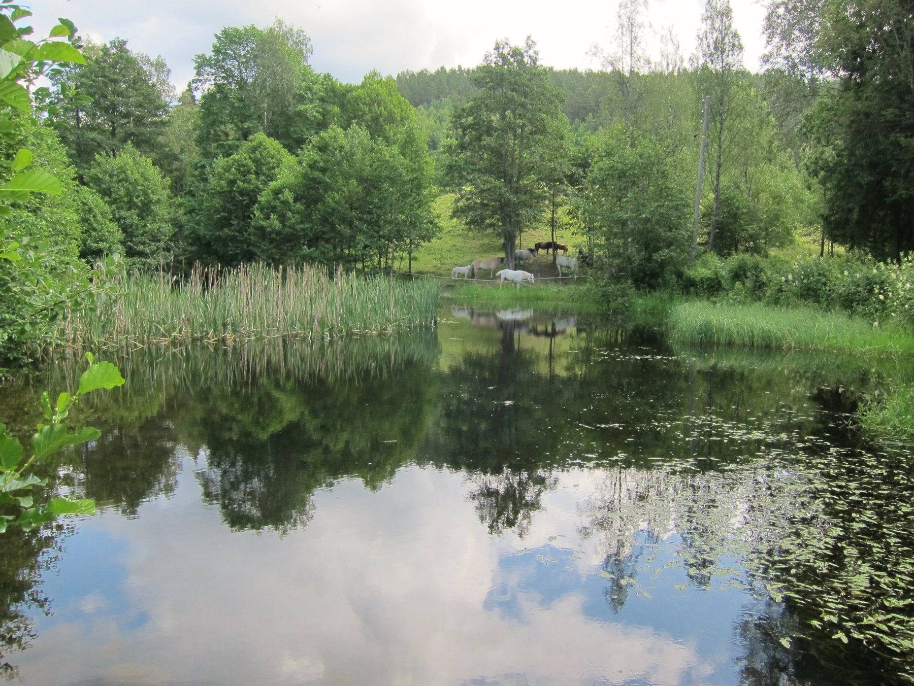 Idyllisk ved Sagdammen