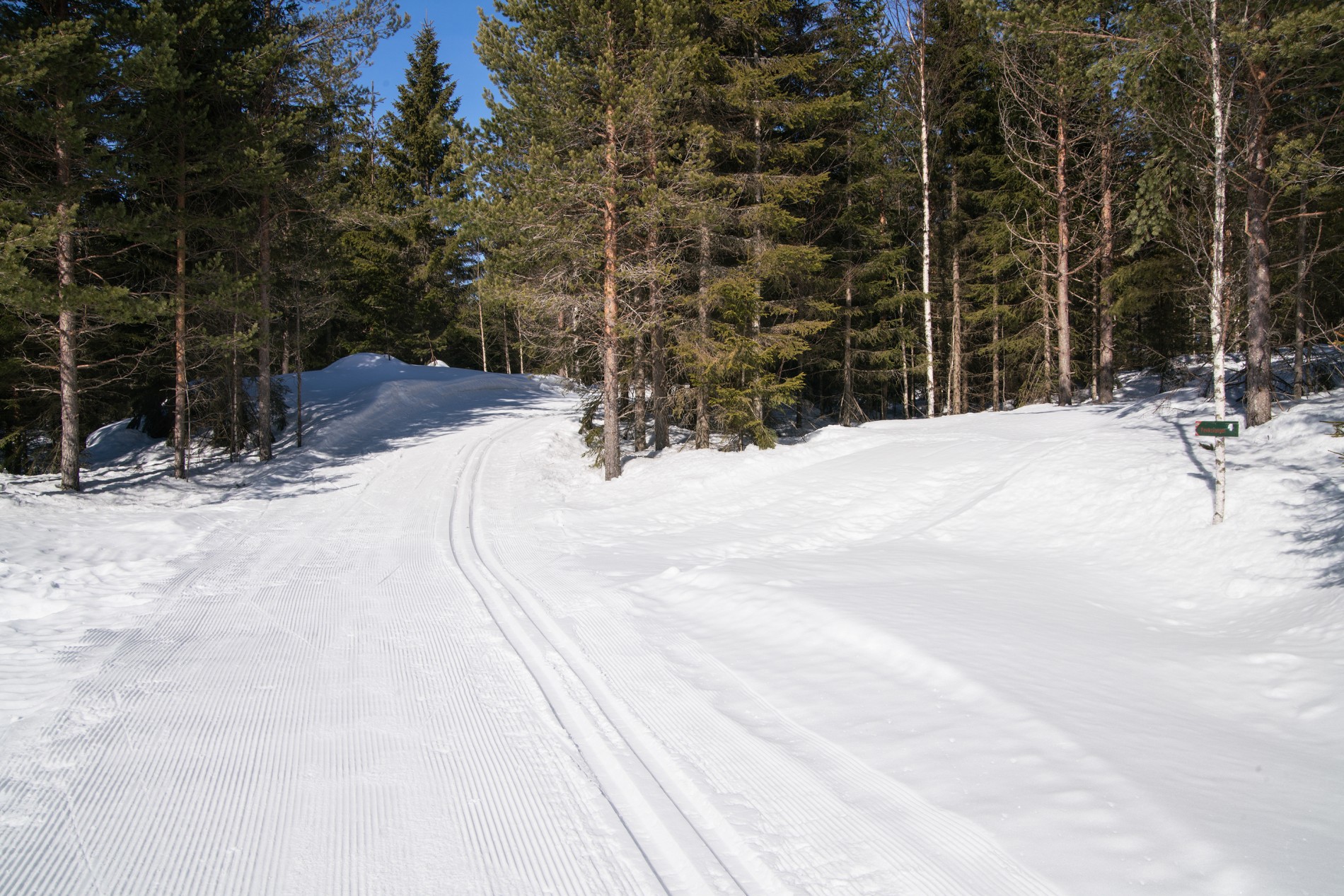 Inn i skogen ved Feviksvangen