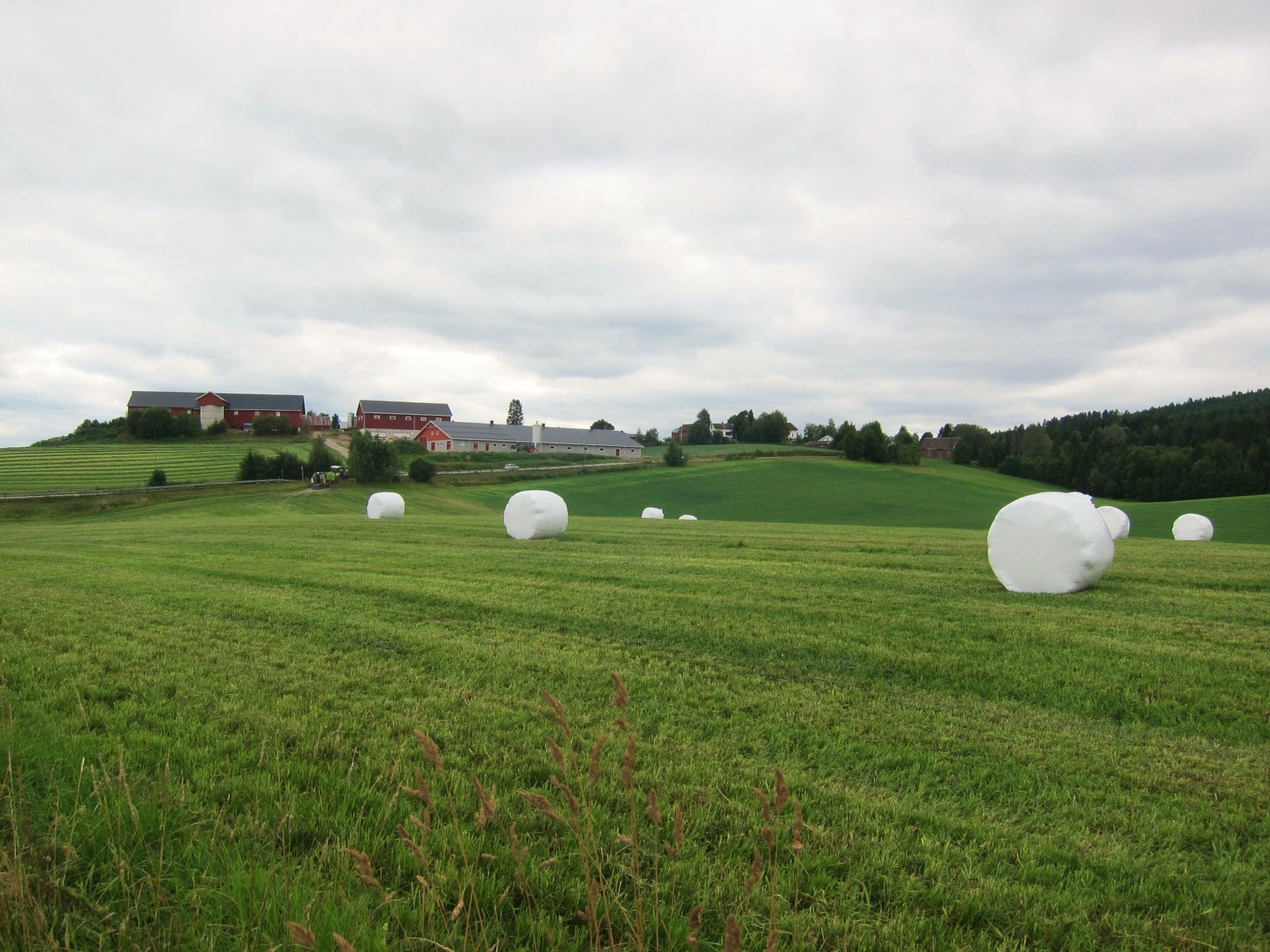 Innhøstning ved åsen