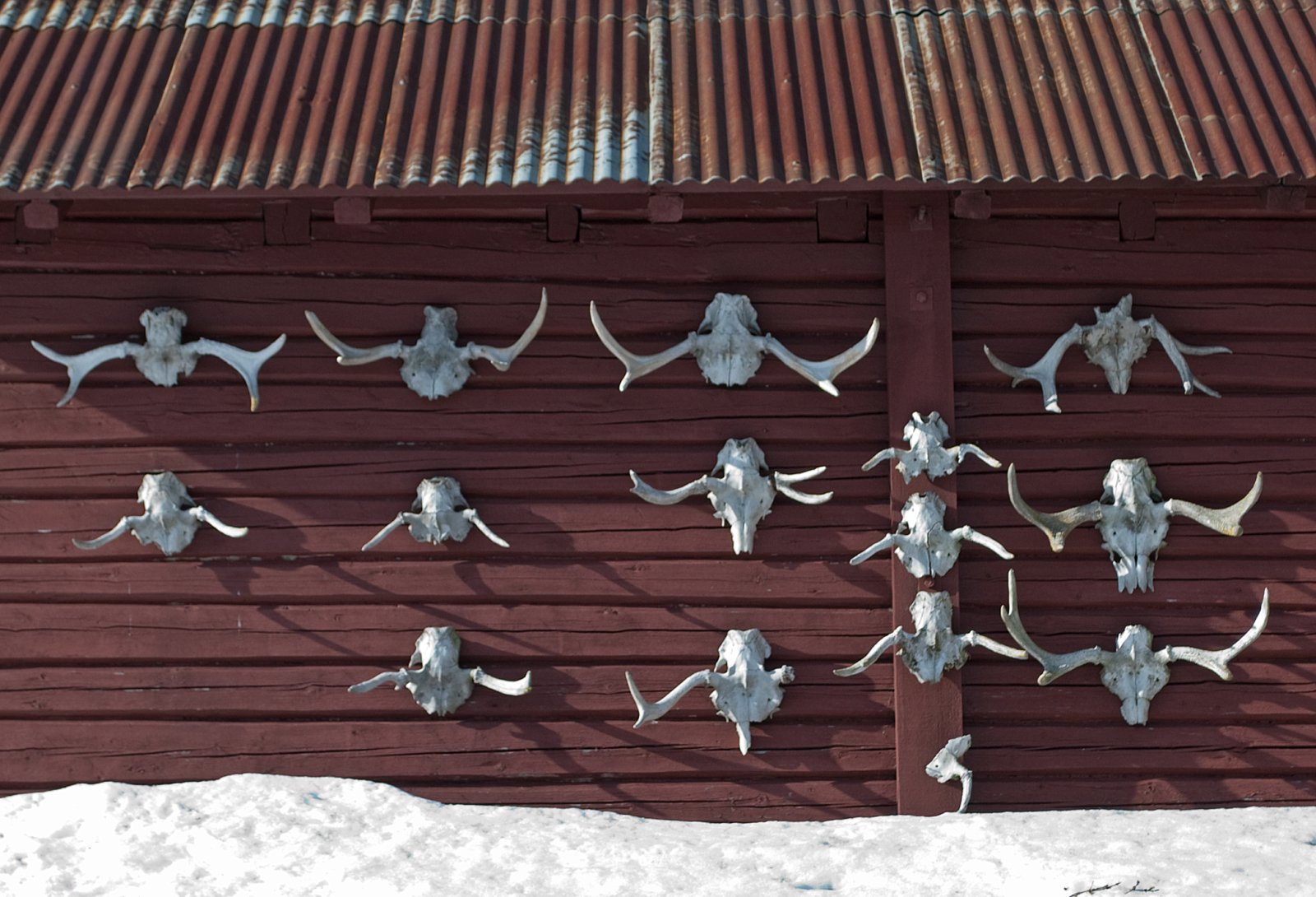 Jakttrofeer ved Svartungstua