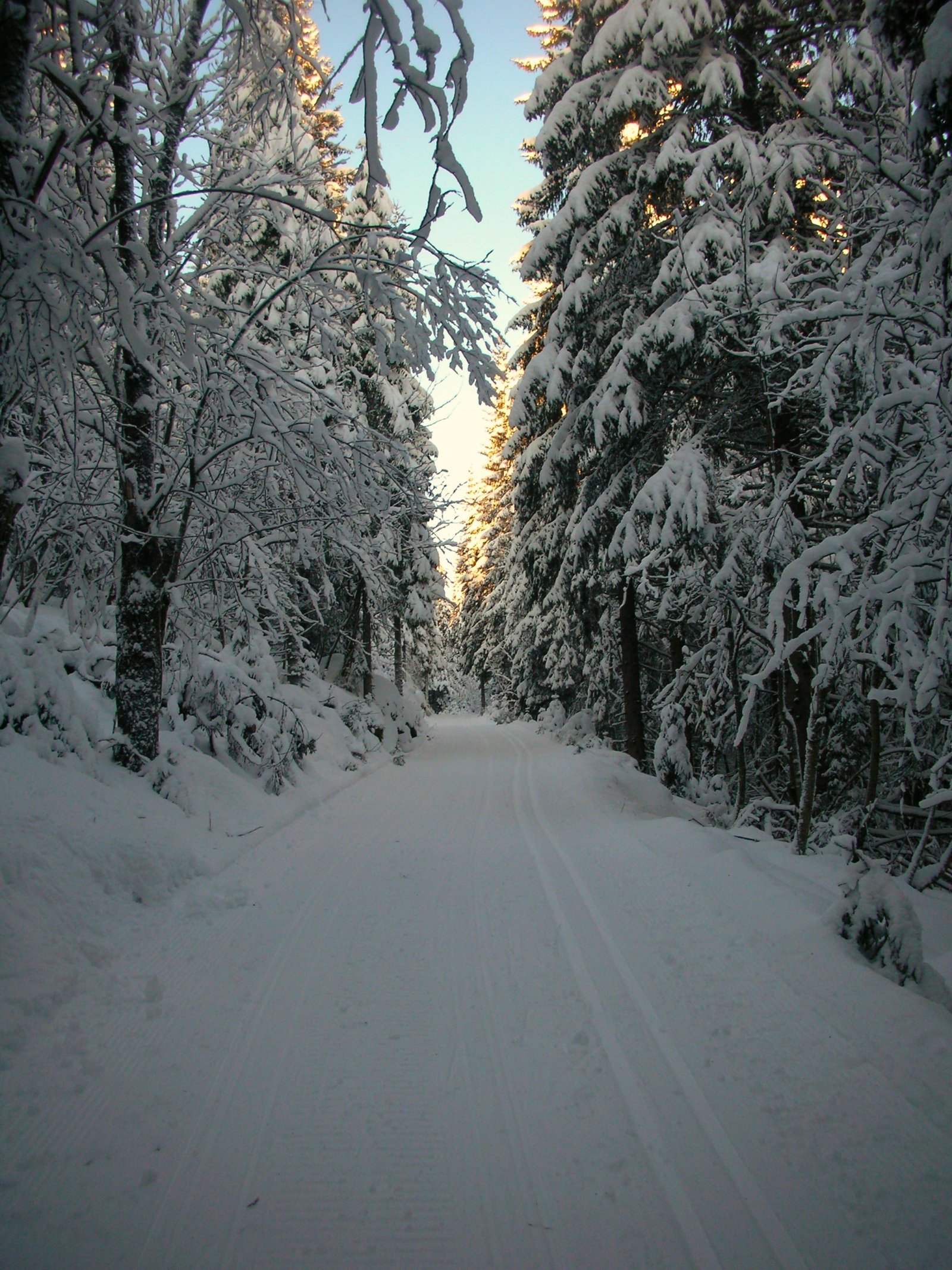 Januarsola når bare tretoppene i Gopletjernsbakken