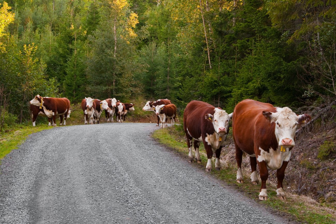 Kjøttberg langs veien