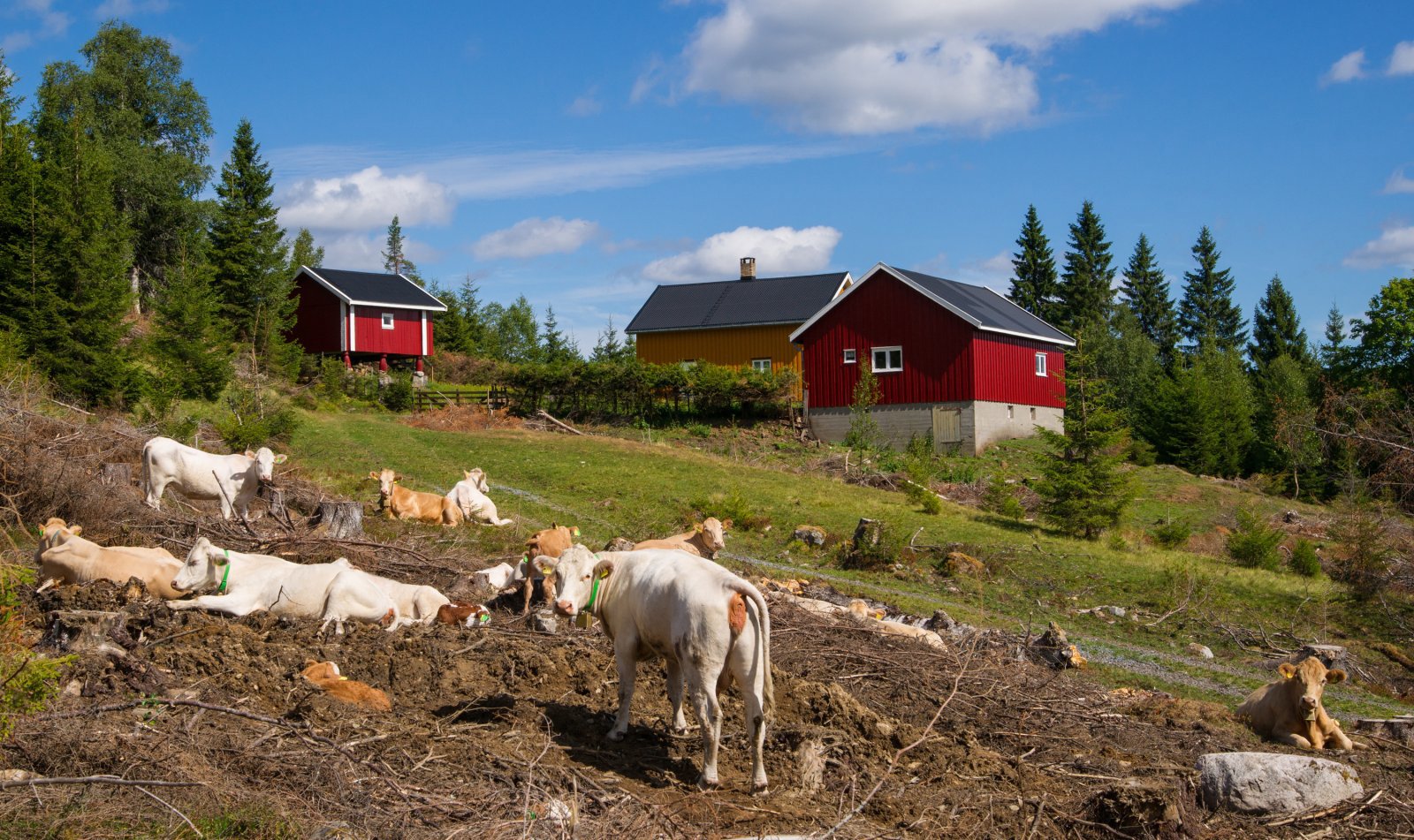Ku(l) dag på Håkenstadsætra
