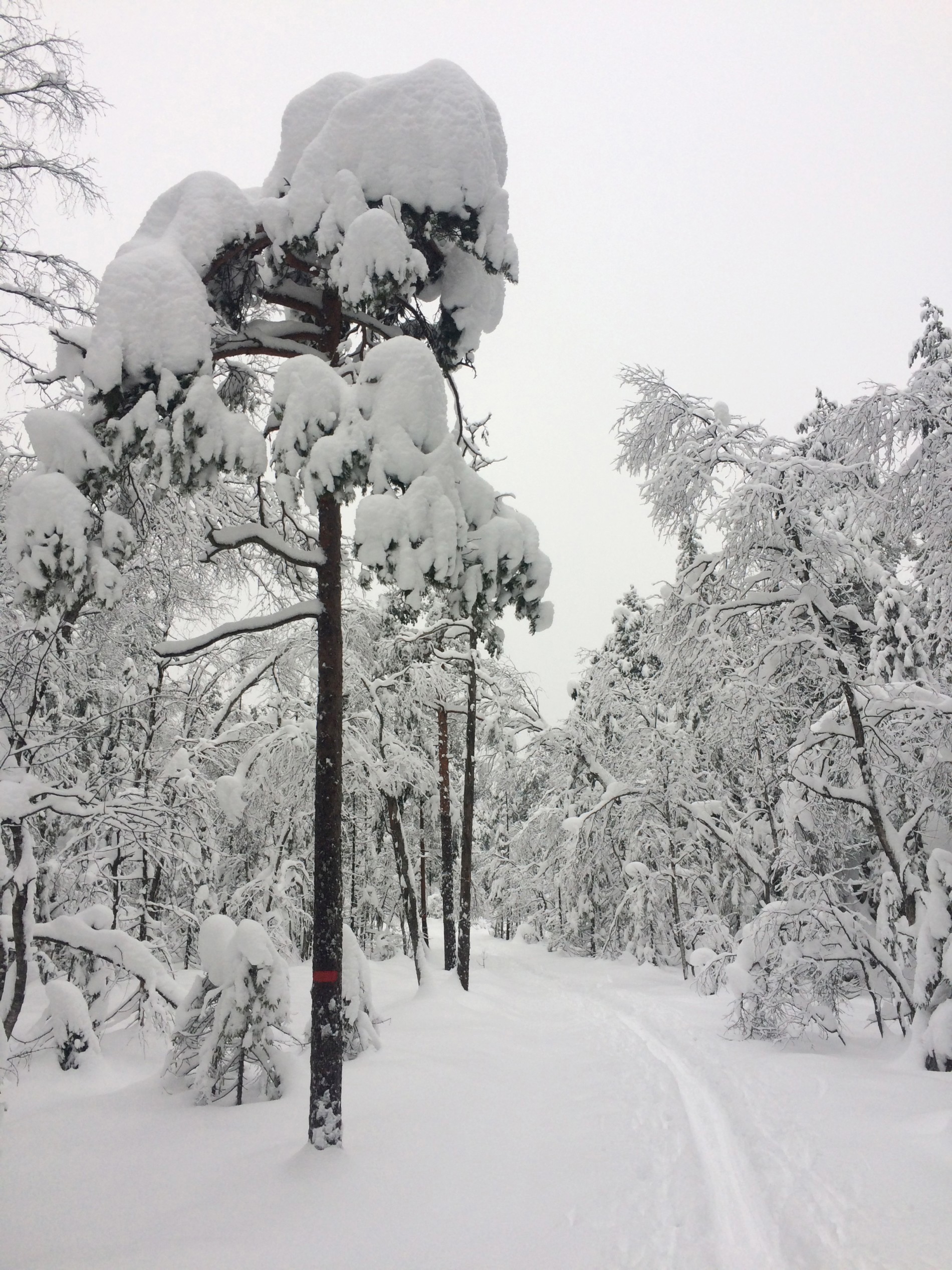Litt rødt i alt det hvite