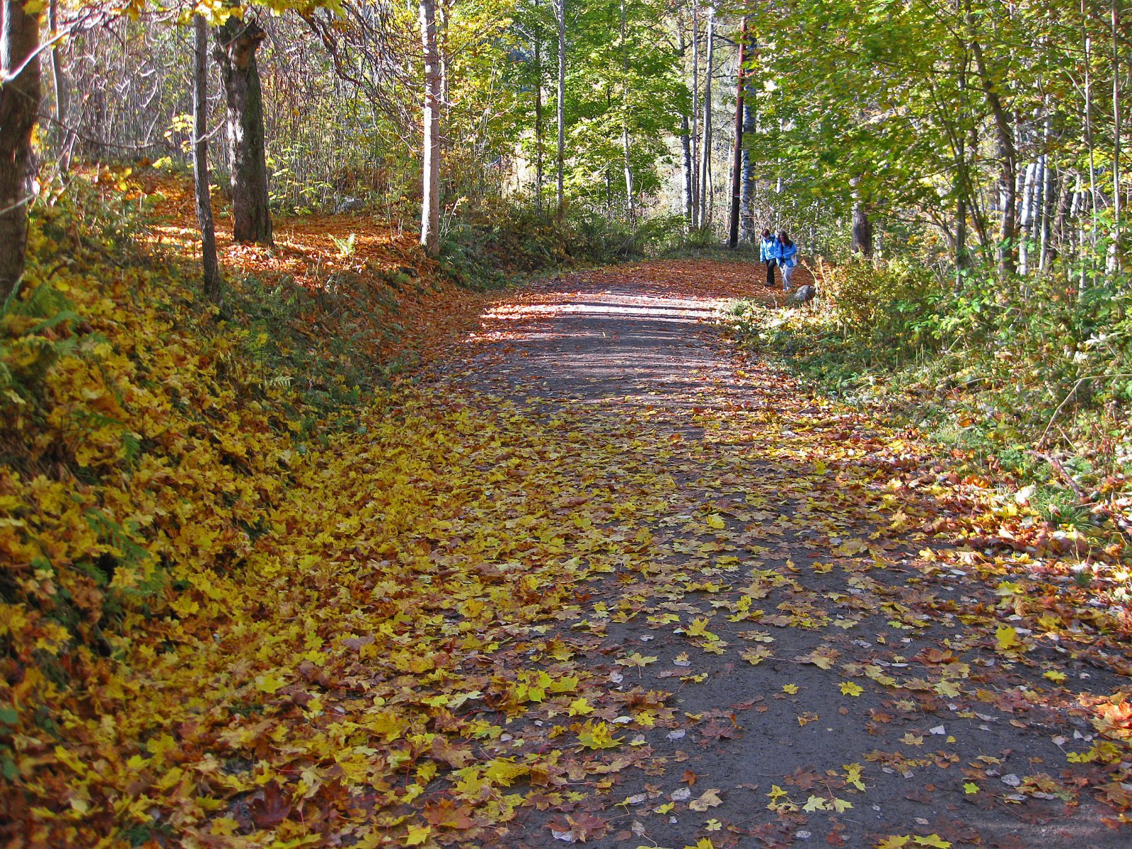 Løvfall ved Sarabråten