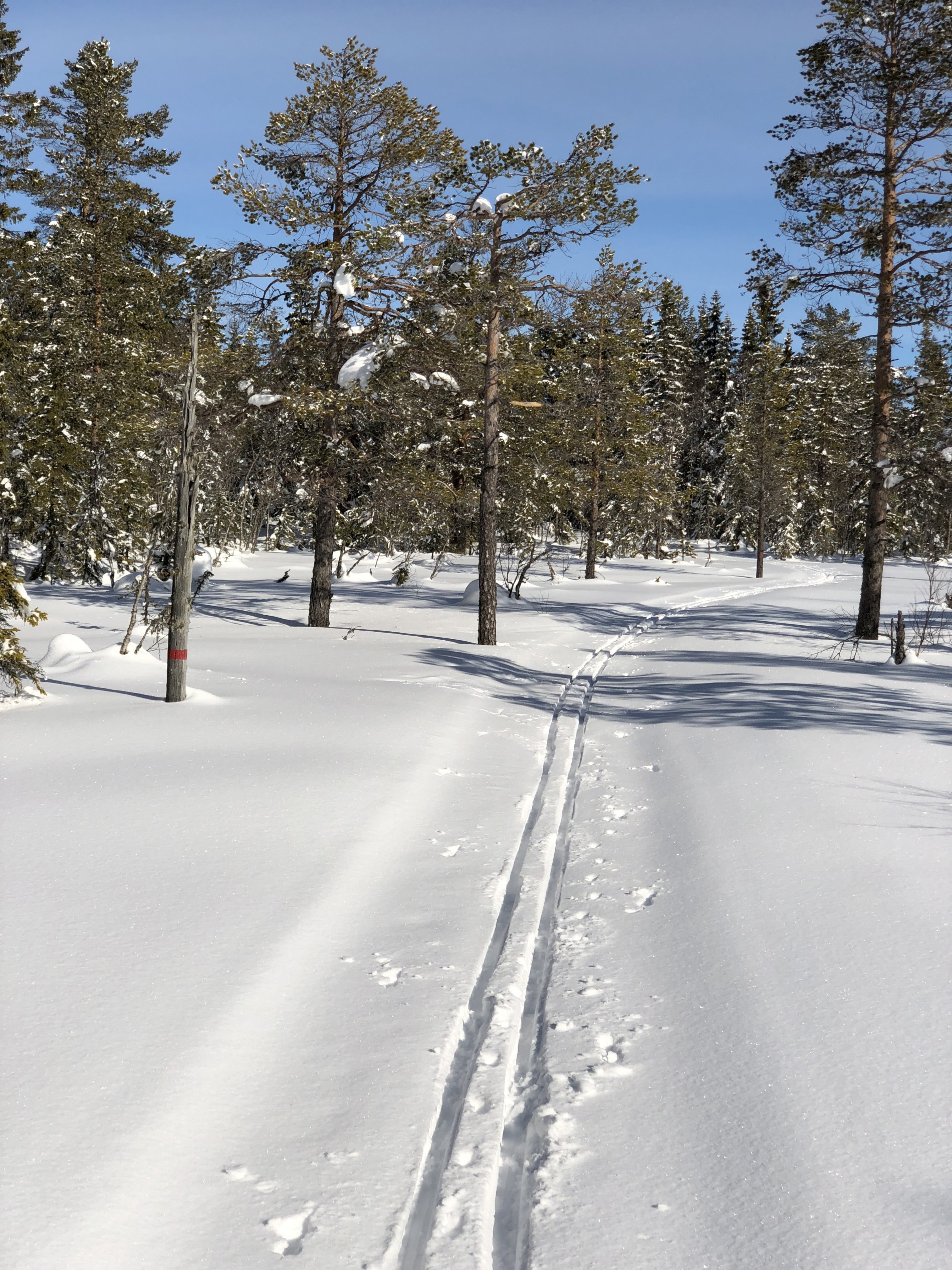 Løypa svinger seg mellom trærne