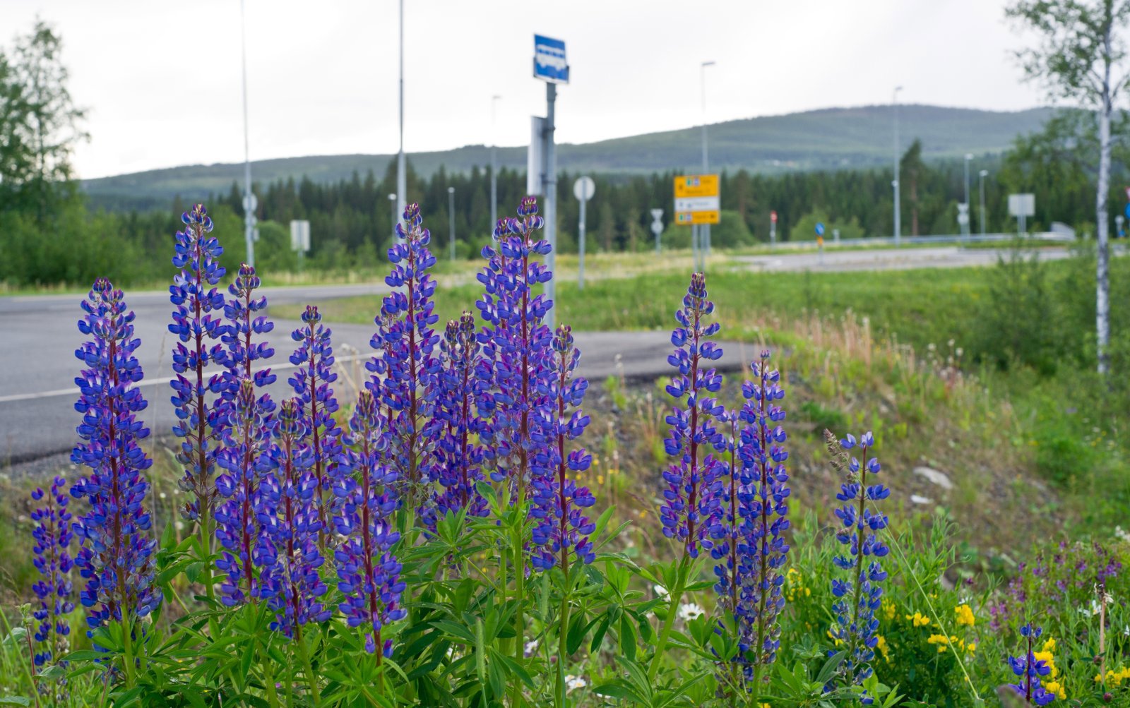 Lupinene ved Reinsvoll