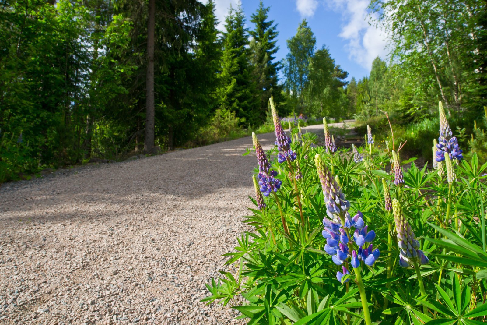 Lupiner i bratt bakke