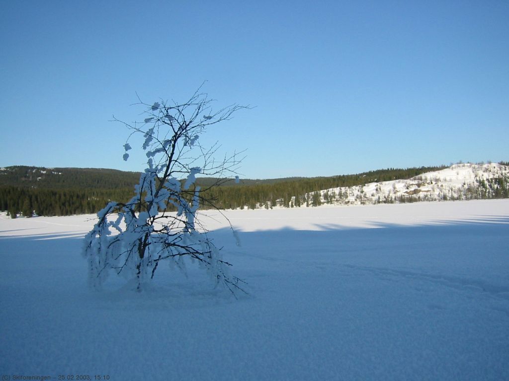 Lygnatur 2003 (merking): Grunntjernet