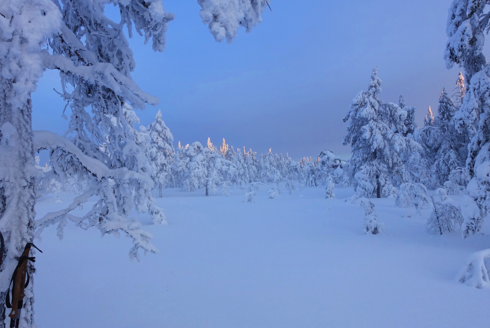 Magisk mye snø på buskene, og sola dukker opp