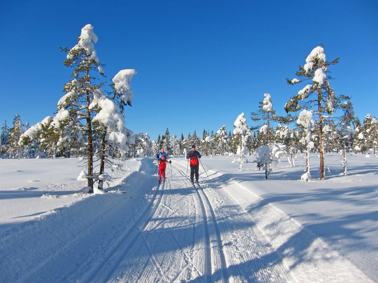 Maksdag på Torgeseterhøgda