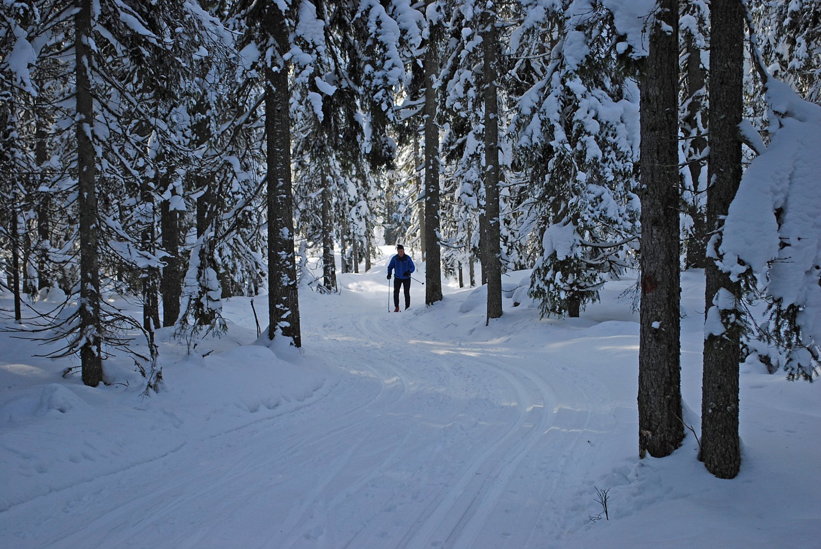 Mellom snøtunge graner
