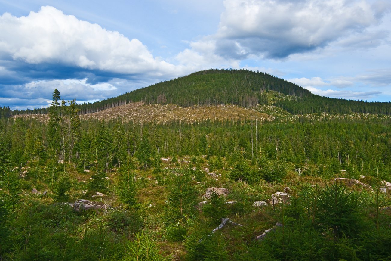 Men på toppen er det skog