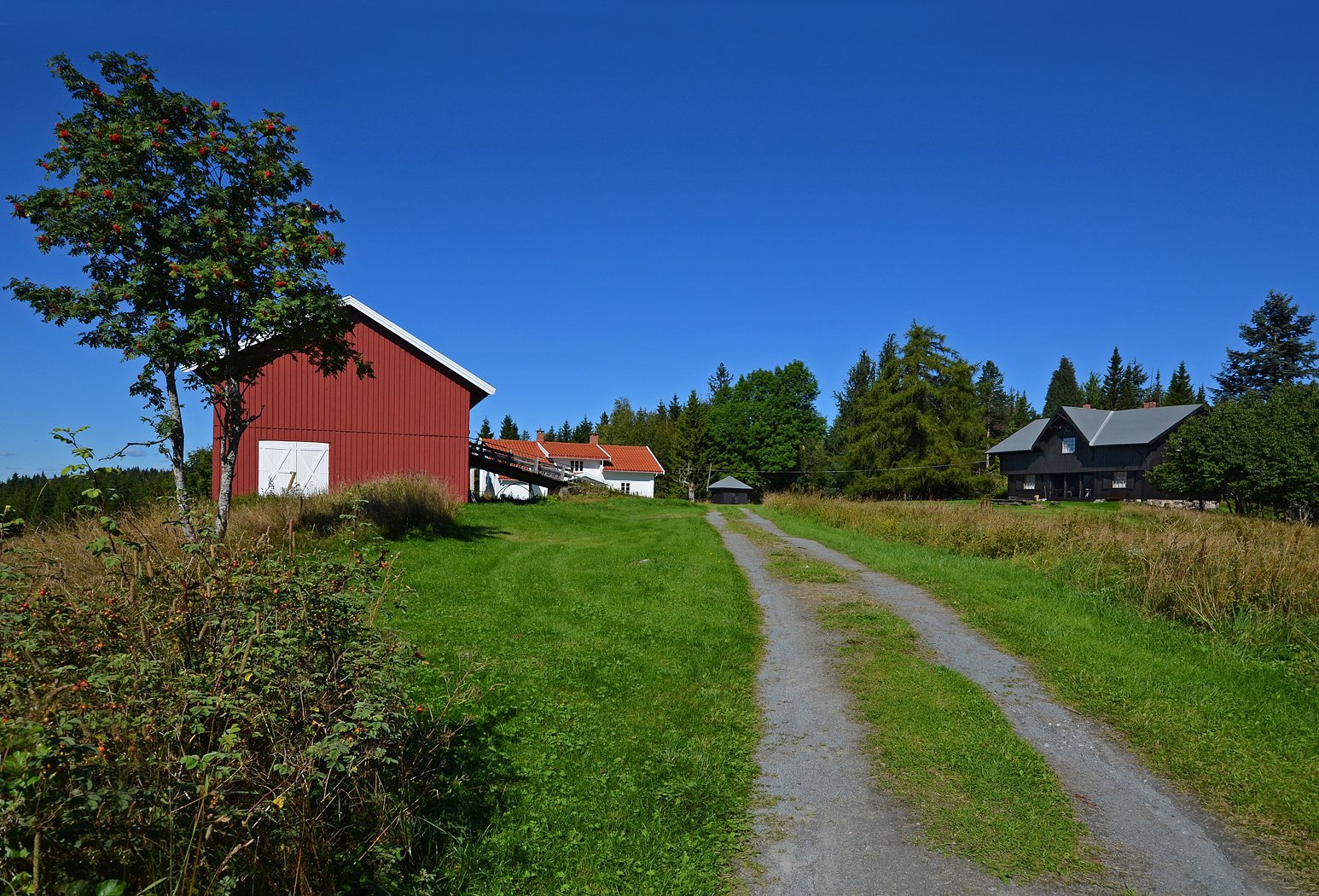 Midtskogen: orden og stillhet