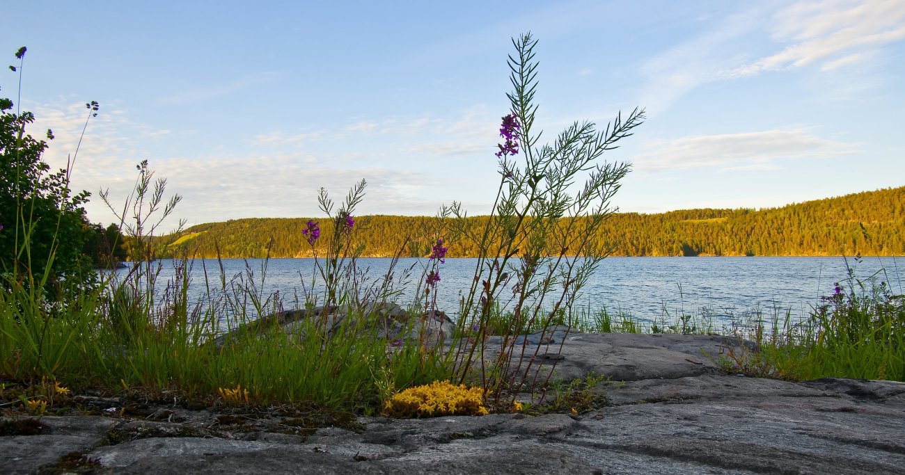 Midtsommerkveld ved Gjersjøen