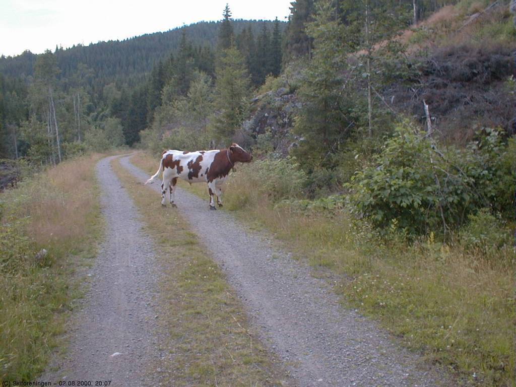 Møh! Okse i veien ...