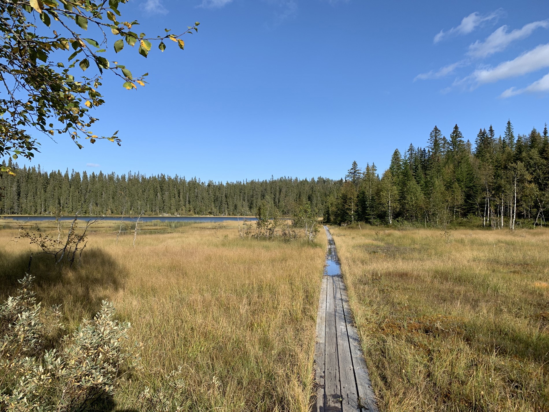 Mot Steinbutjern i septembersol