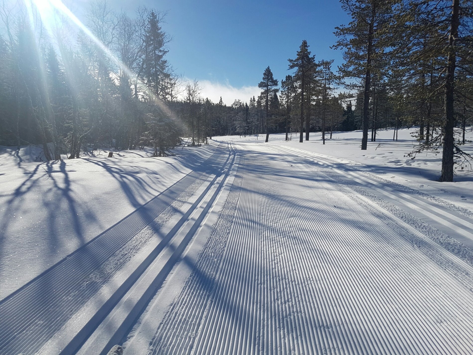 Noen få cm nysnø og strøkne løyper i Treningsrunden