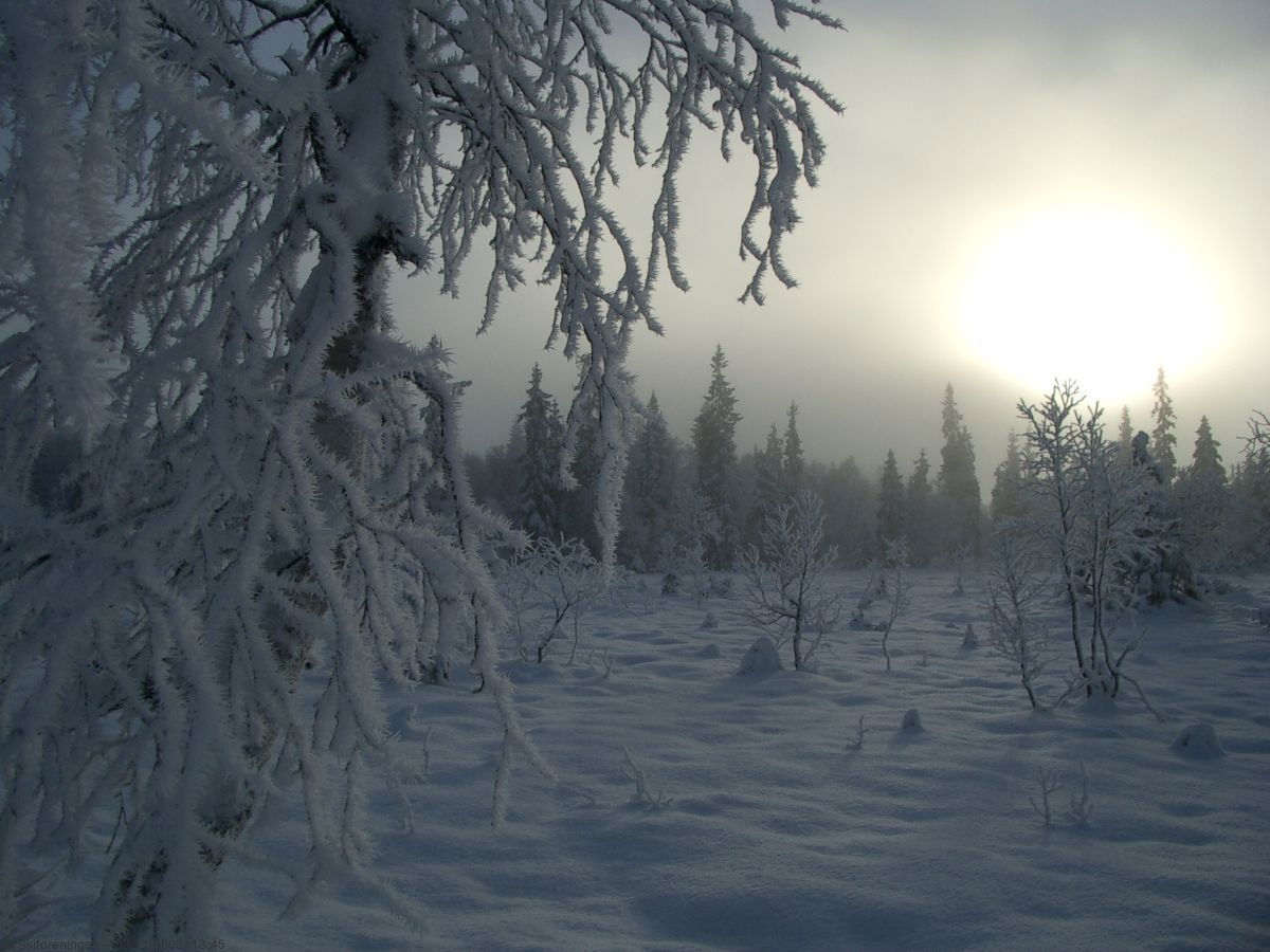 Novemberstemning nær Holmetjern