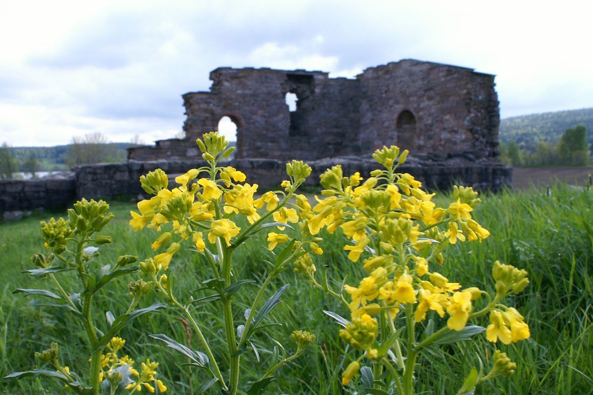 Nye blomster og gammel kirke