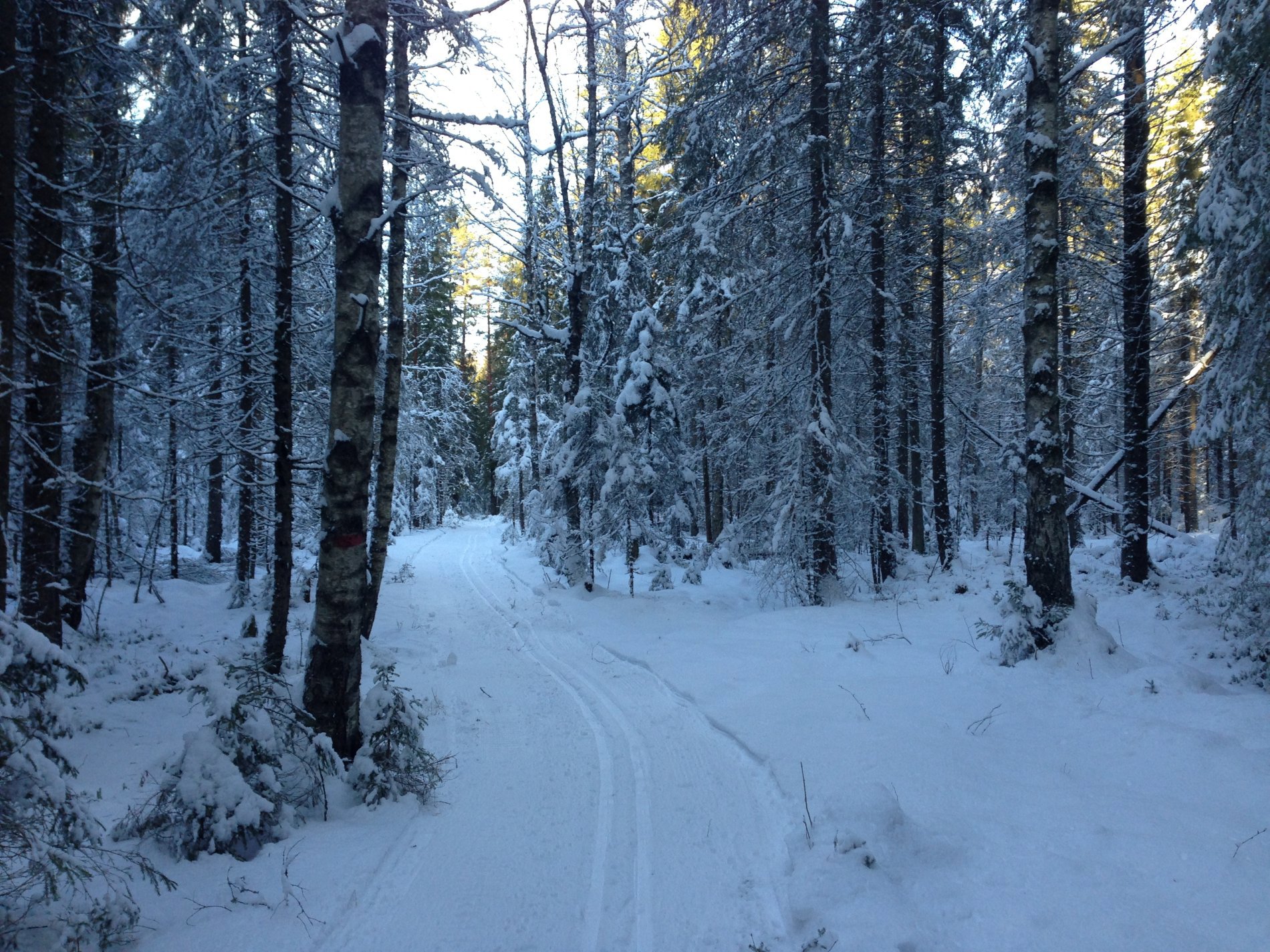 Over Langmyra mot Mønevann