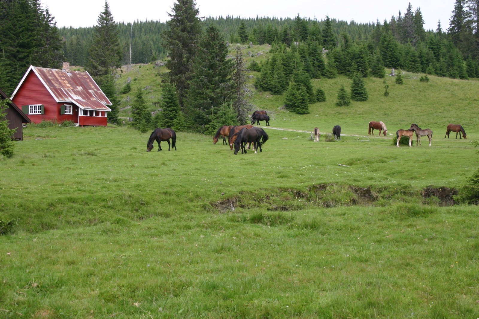 På hestebeite i Helgedalen