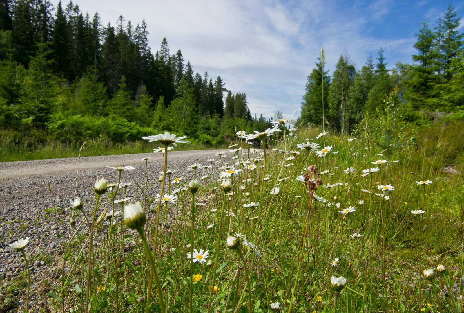 Prestekraver langs veien