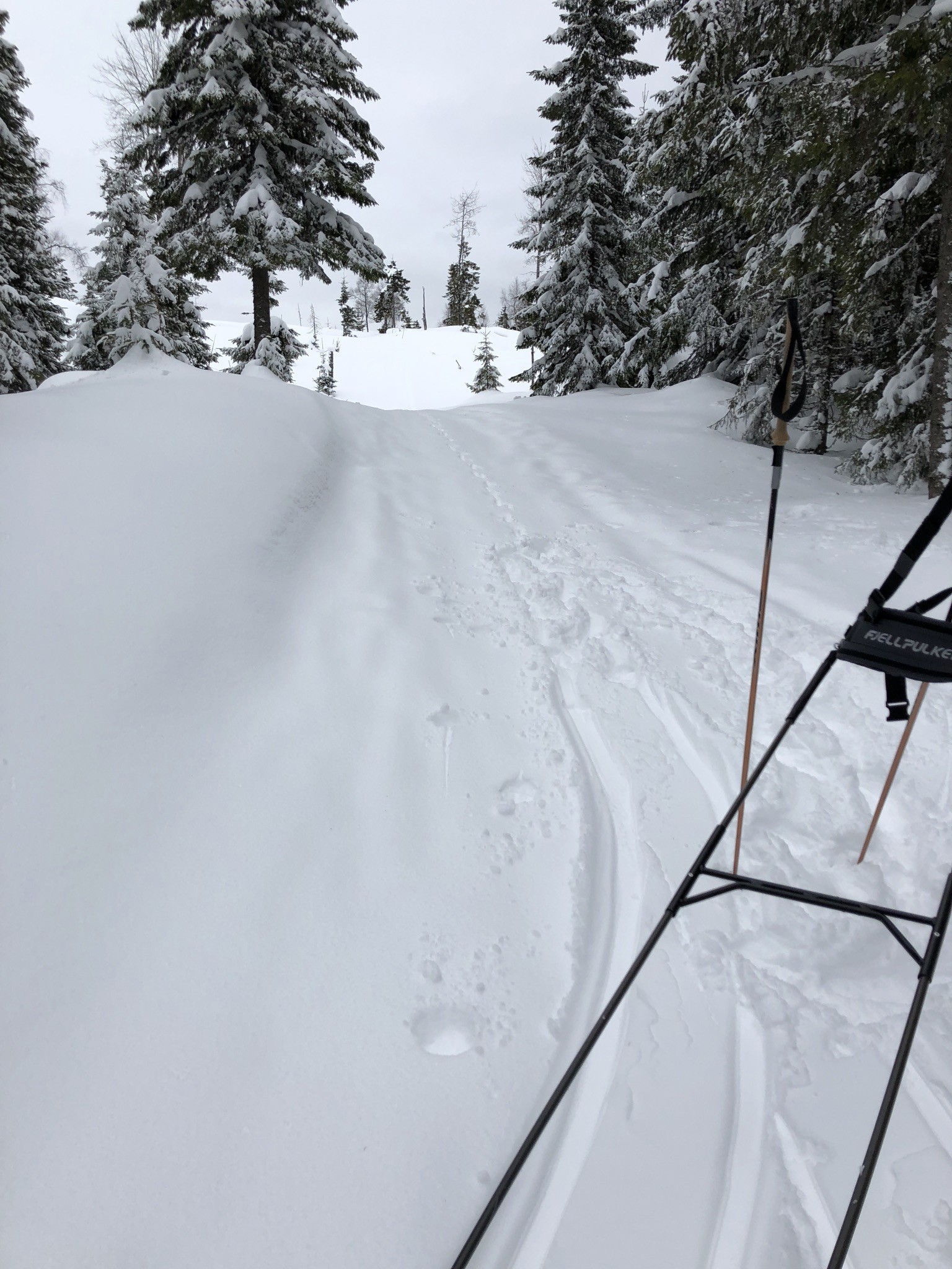 Rast i bakken ved Rognlia